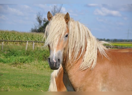 Haflinger / Avelignese, Stallone, 2 Anni, 151 cm, Sauro