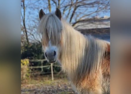 Haflinger / Avelignese, Stallone, 2 Anni