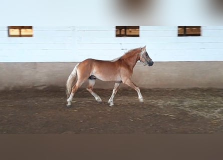 Haflinger / Avelignese, Stallone, 3 Anni, 148 cm, Sauro