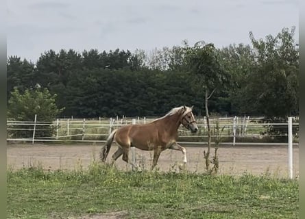 Haflinger / Avelignese, Stallone, 3 Anni, 149 cm