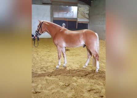 Haflinger / Avelignese, Stallone, 4 Anni, 150 cm