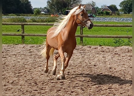 Haflinger / Avelignese, Stallone, 6 Anni, 153 cm, Sauro