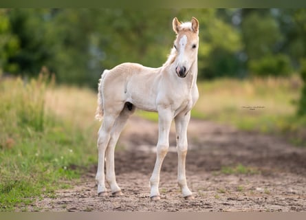 Haflinger / Avelignese, Stallone, Puledri
 (05/2023), 149 cm