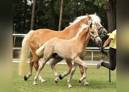 Haflinger / Avelignese, Stallone, Puledri (05/2024), 150 cm, Sauro