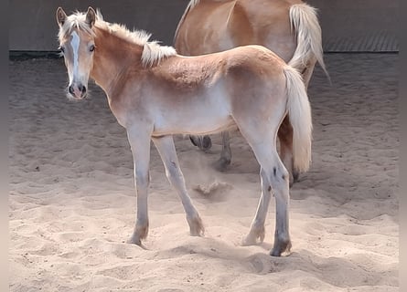 Haflinger / Avelignese, Stallone, Puledri
 (04/2024), 152 cm, Sauro