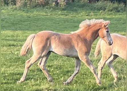 Haflinger / Avelignese, Stallone, Puledri
 (04/2024), 152 cm, Sauro