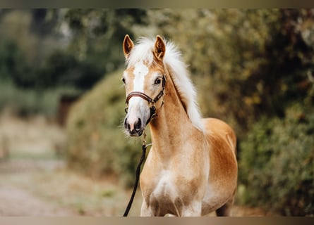 Haflinger / Avelignese, Stallone, Puledri (03/2024), 154 cm