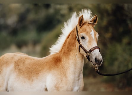 Haflinger / Avelignese, Stallone, Puledri (05/2024), 154 cm