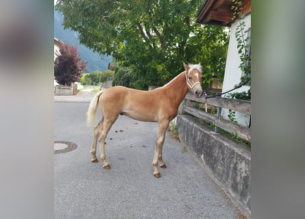 Haflinger / Avelignese, Stallone, Puledri
 (04/2024), 155 cm