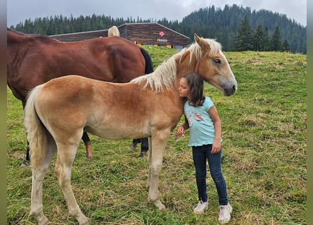 Haflinger / Avelignese, Stallone, Puledri (02/2024), Sauro