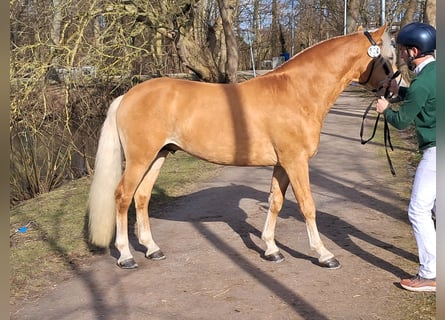 Haflinger / Avelignese, Stallone, 3 Anni, 147 cm, Sauro