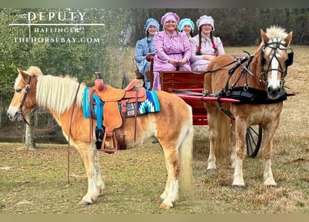 Haflinger / Avelignese, Castrone, 10 Anni, 142 cm, Sauro ciliegia