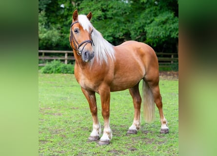 Haflinger / Avelignese, Castrone, 10 Anni, 145 cm, Sauro scuro