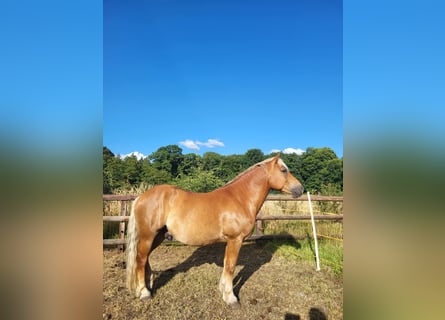 Haflinger / Avelignese, Castrone, 10 Anni, 145 cm, Sauro scuro