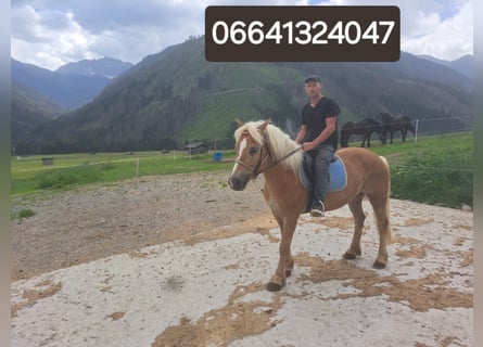 Haflinger / Avelignese, Castrone, 10 Anni, 152 cm