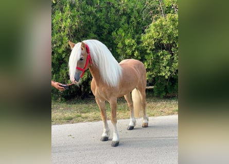 Haflinger / Avelignese, Castrone, 12 Anni, 147 cm, Palomino