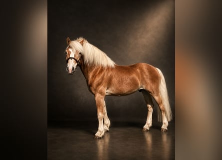 Haflinger / Avelignese, Castrone, 14 Anni, 148 cm, Sauro