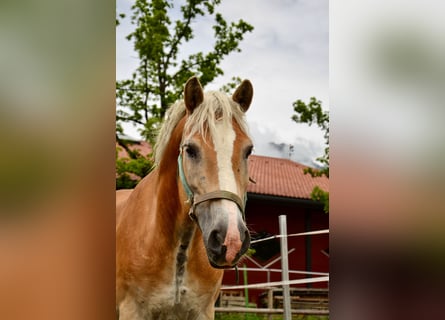 Haflinger / Avelignese, Castrone, 17 Anni, 145 cm