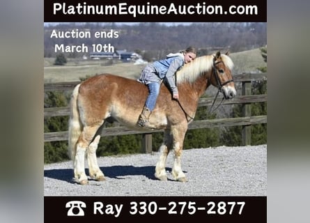 Haflinger / Avelignese, Castrone, 19 Anni, Sauro ciliegia