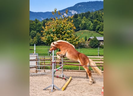Haflinger / Avelignese, Castrone, 2 Anni, 149 cm, Sauro