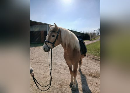 Haflinger / Avelignese, Castrone, 3 Anni, 146 cm