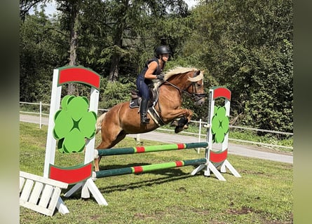 Haflinger / Avelignese, Castrone, 3 Anni, 146 cm, Sauro