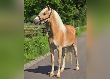 Haflinger / Avelignese, Castrone, 3 Anni, 155 cm
