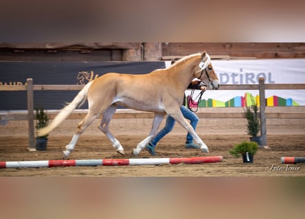 Haflinger / Avelignese, Castrone, 4 Anni, 147 cm, Sauro