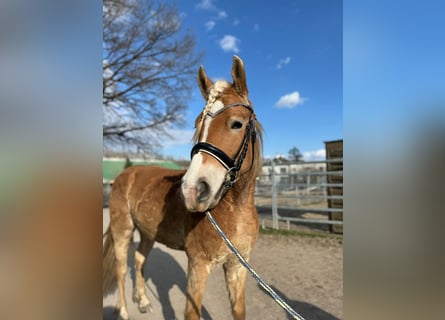 Haflinger / Avelignese, Castrone, 4 Anni, 151 cm