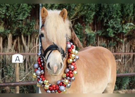 Haflinger / Avelignese, Castrone, 4 Anni, 152 cm, Sauro