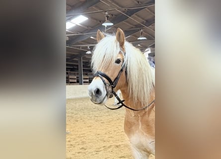 Haflinger / Avelignese, Castrone, 5 Anni, 148 cm, Sauro