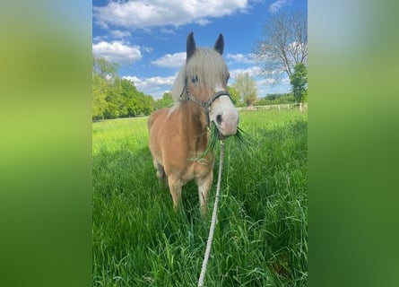 Haflinger / Avelignese, Castrone, 5 Anni, 152 cm, Baio chiaro