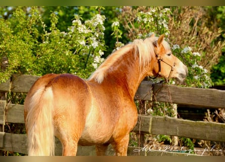 Haflinger / Avelignese, Castrone, 5 Anni, 153 cm, Baio chiaro