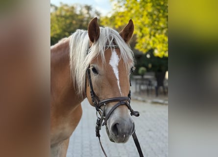 Haflinger / Avelignese, Castrone, 5 Anni, 155 cm, Sauro