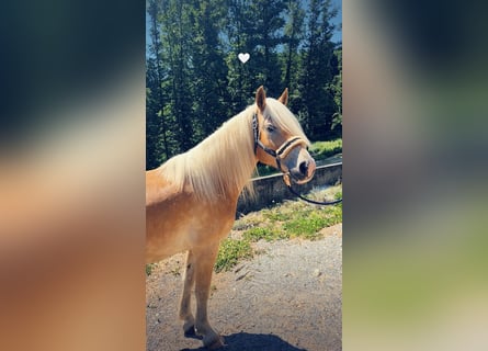 Haflinger / Avelignese, Castrone, 7 Anni, 143 cm, Sauro