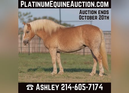 Haflinger / Avelignese, Castrone, 9 Anni, 142 cm, Sauro scuro