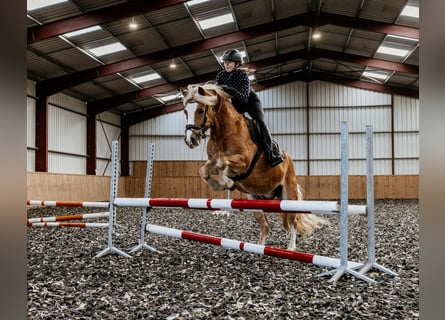 Haflinger / Avelignese Mix, Castrone, 9 Anni, 146 cm, Sauro