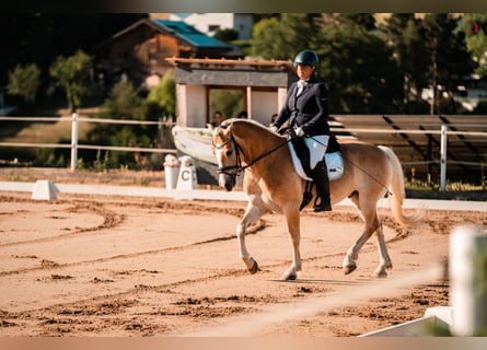 Haflinger / Avelignese, Castrone, 9 Anni, 153 cm, Sauro