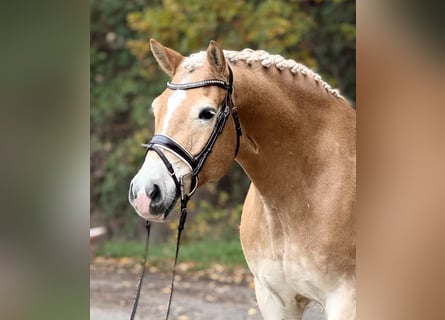 Haflinger / Avelignese, Castrone, 9 Anni, 155 cm