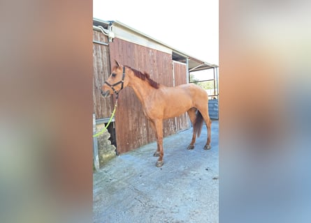 Haflinger / Avelignese Mix, Giumenta, 11 Anni, 150 cm, Sauro