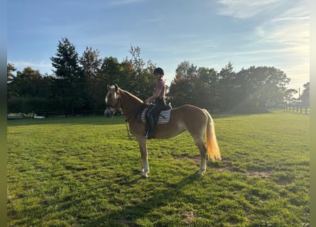 Haflinger / Avelignese, Giumenta, 12 Anni, 150 cm, Sauro