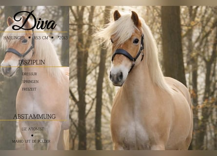Haflinger / Avelignese, Giumenta, 13 Anni, 153 cm, Sauro