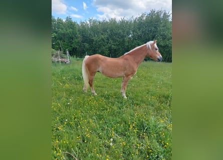 Haflinger / Avelignese, Giumenta, 20 Anni, 151 cm, Sauro