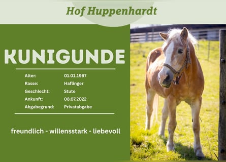 Haflinger / Avelignese, Giumenta, 31 Anni, 135 cm, Sauro