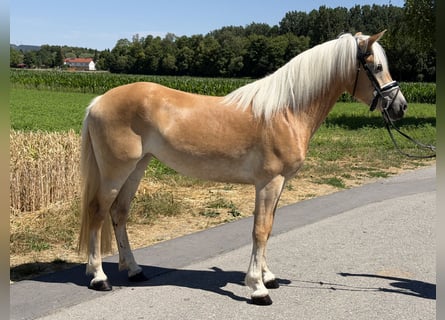 Haflinger / Avelignese, Giumenta, 3 Anni, 150 cm, Sauro