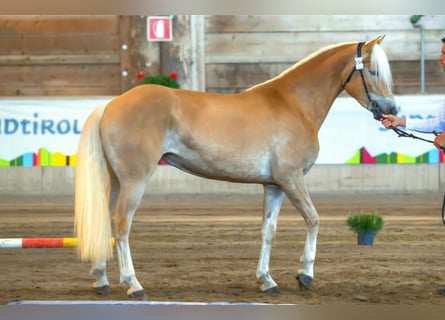 Haflinger / Avelignese, Giumenta, 3 Anni, 153 cm, Sauro