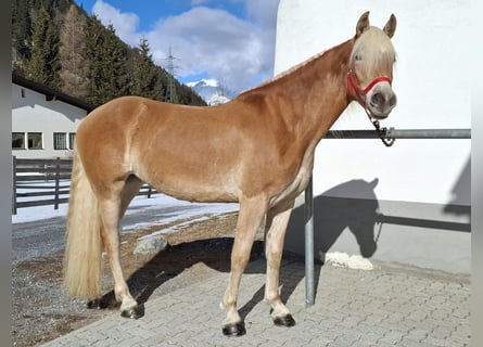 Haflinger / Avelignese, Giumenta, 3 Anni, 153 cm, Sauro