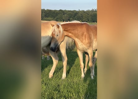 Haflinger / Avelignese, Giumenta, 3 Anni, Sauro