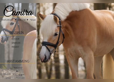 Haflinger / Avelignese, Giumenta, 4 Anni, 146 cm, Sauro