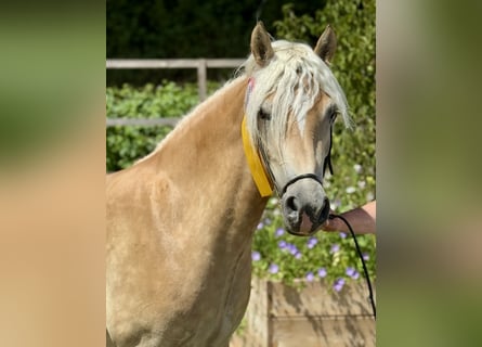 Haflinger / Avelignese, Giumenta, 4 Anni, 147 cm, Palomino